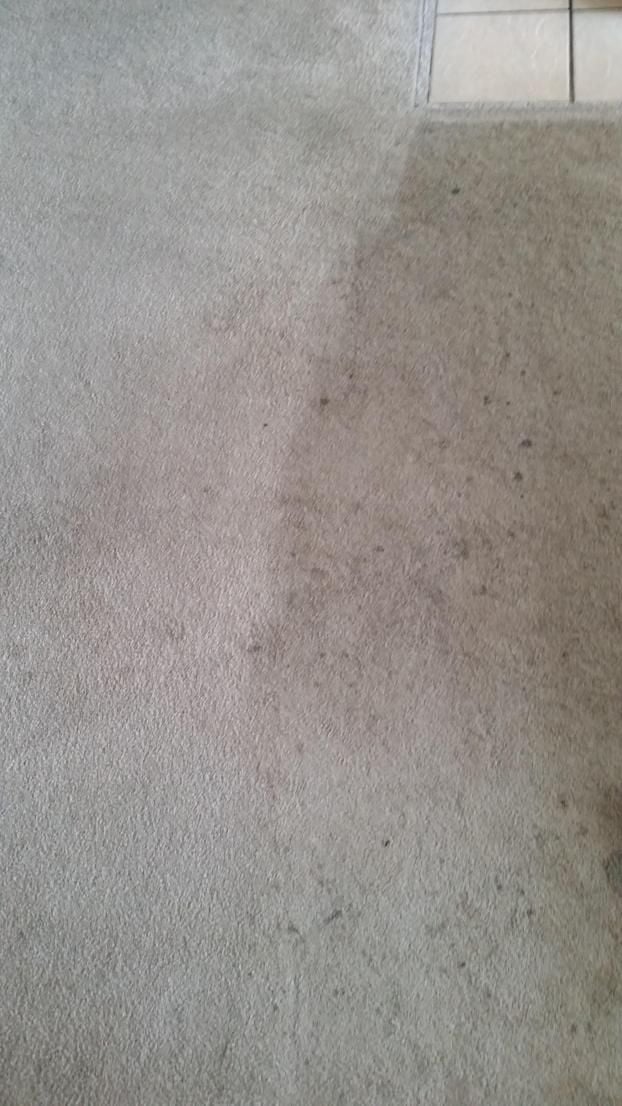 A happy customer of The Right Guy Carpet Cleaning, Inc